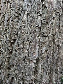 Bark of an old large walnut gray black brown close-up background Stock Photos