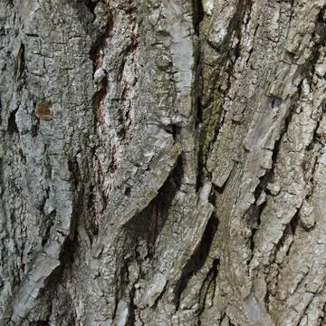 Bark of the old lime tree Stock Photos