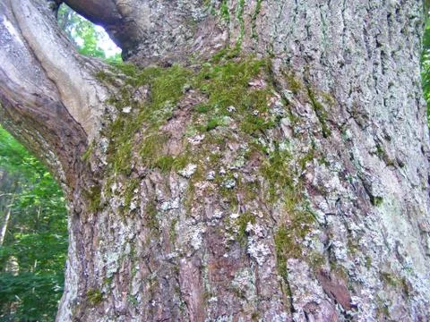 Bark of old oak tree with branch Stock Photos