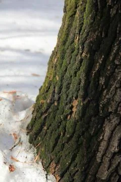 The bark of an old oak tree covered with green moss Stock Photos