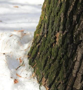 The bark of an old oak tree covered with green moss Stock Photos