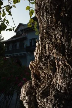The bark of an old oak tree. Old tree in the manor Stock Photos