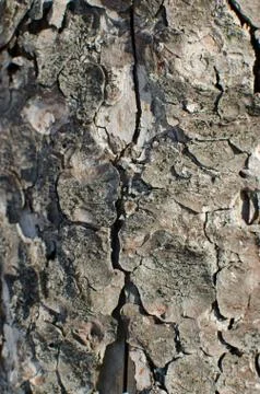Bark of old pine. close up. selective focus Stock Photos