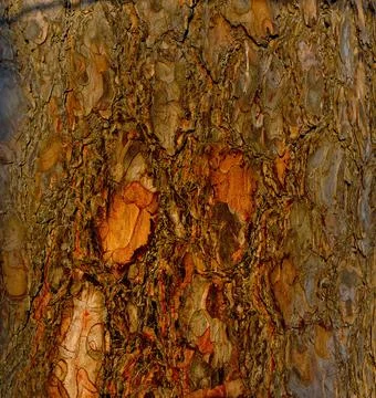 The bark of an old pine Stock Photos
