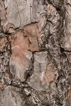 Bark of old pine tree closeup Stock Photos