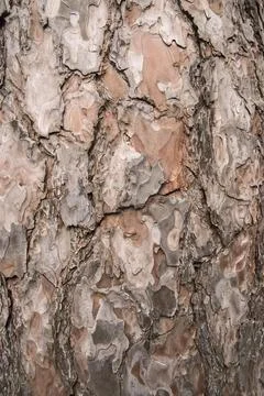Bark of old pine tree closeup Stock Photos