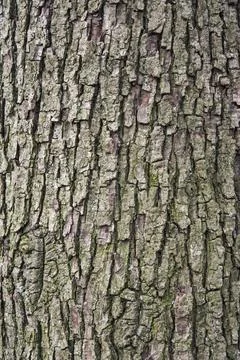 Bark of old pine tree closeup Stock Photos