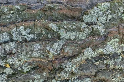 Bark of old pine tree with lichen texture Stock Photos
