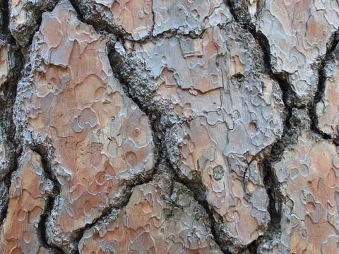 Bark of an old pine tree texture, background. Stock Photos