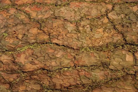 The bark of old pine tree texture Stock Photos