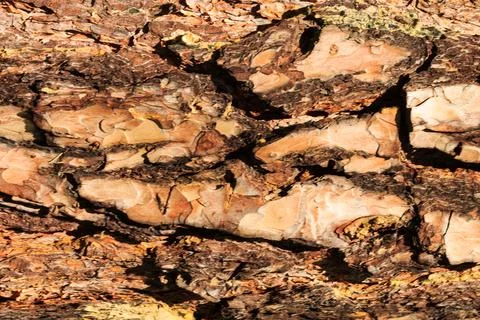 The bark of old pine tree texture Stock Photos