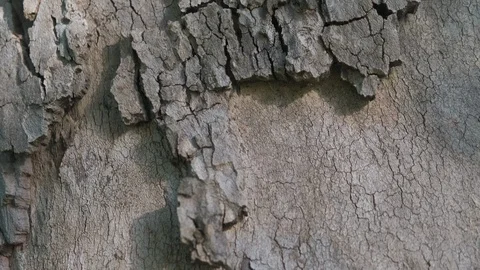 The bark of an old plane tree. Stock Footage 115987753