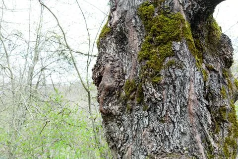 Bark of old poplar tree and green forest growth Stock Photos