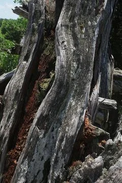 The bark of an old relict pine, bleached in the southern sun. Foto stock
