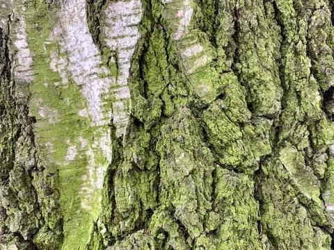 The bark of an old tree, all covered with green moss. Stock Photos