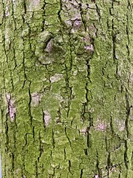 The bark of an old tree, all covered with green moss. Stock Photos