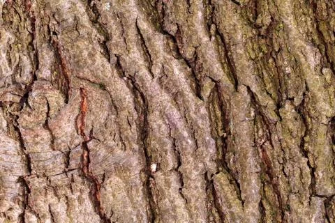 The bark of the old tree. Background 스톡 사진