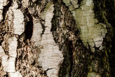 The bark of the old tree. Background Photos