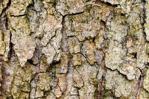 The bark of the old tree. Background Photos