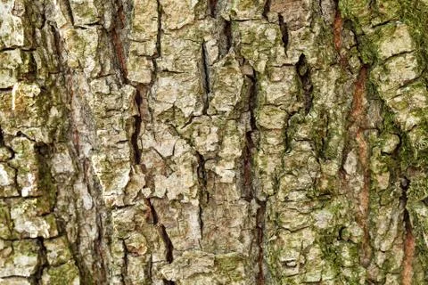 The bark of the old tree. Background 스톡 사진