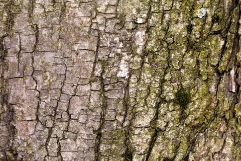 The bark of the old tree. Background Foto stock