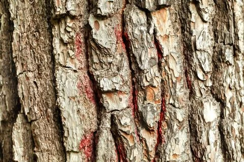 The bark of the old tree. Background 스톡 사진