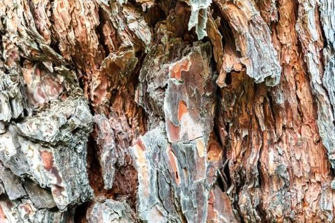 The bark of the old tree. Background 스톡 사진