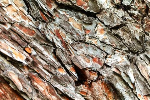 The bark of the old tree. Background 스톡 사진