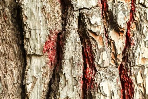 The bark of the old tree. Background 库存照片