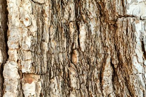 The bark of the old tree. Background 库存照片