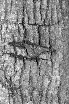 The bark of the old tree. Background Stockfoto's