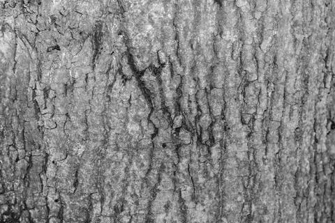 The bark of the old tree. Background 스톡 사진