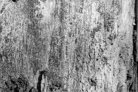 The bark of the old tree. Background Stockfoto's