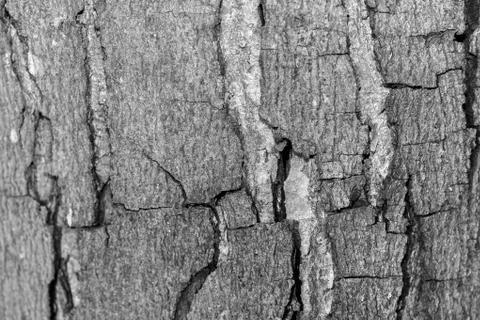 The bark of the old tree. Background Foto stock