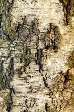 The bark of the old tree. Background Fotos Stock