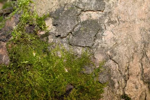The bark of the old tree. Background 스톡 사진