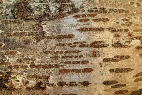 The bark of the old tree. Background 库存照片