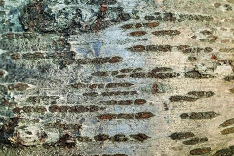 The bark of the old tree. Background 스톡 사진