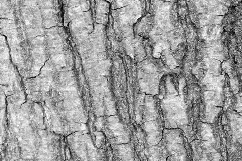 The bark of the old tree. Background 写真素材