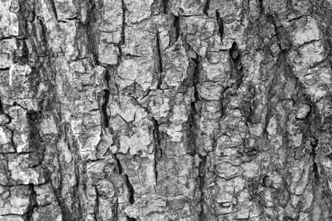 The bark of the old tree. Background 스톡 사진