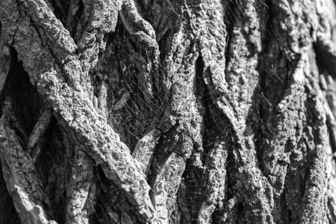 The bark of the old tree. Background 库存照片
