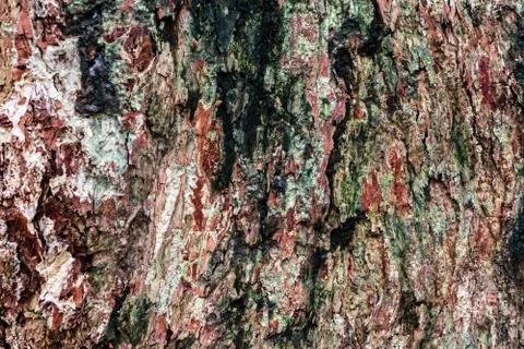 Bark of an old tree. Background texture of tree bark. Stock Photos