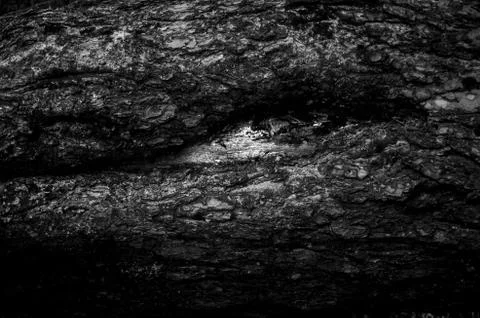 The bark of an old tree. Black-and-white. Stock Photos