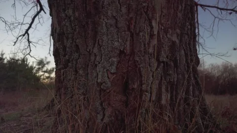 Bark of an old tree close up Stock Footage 144982747