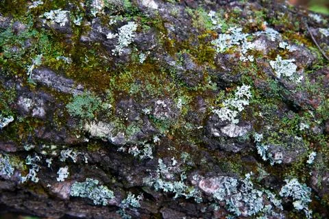 The bark of a old tree covered with green moss in the forest, close up, top view Stock Photos