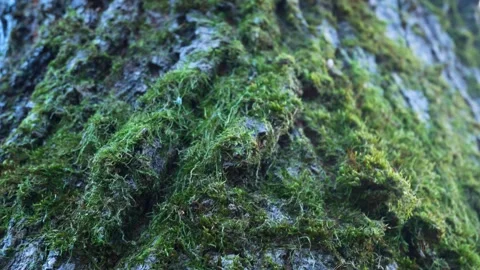 Bark of an old tree covered with moss, close-up. Stock Footage 321255133