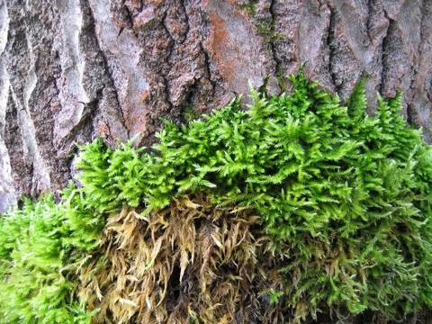 Bark of old tree covered by a moss Stock-Fotos