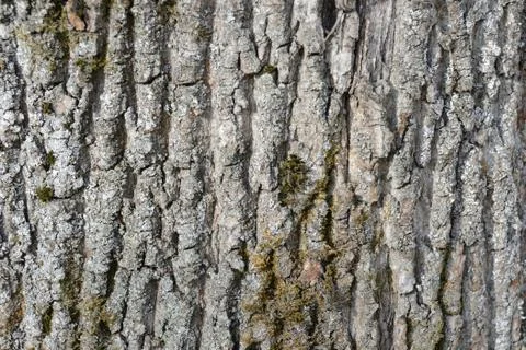 The bark of an old tree covered with a moss close up as texture and backgroun Stock Photos