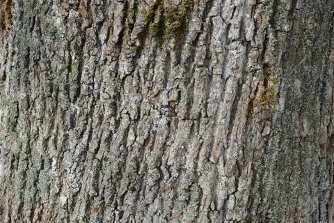 The bark of an old tree covered with a moss close up as texture and backgroun Stock Photos