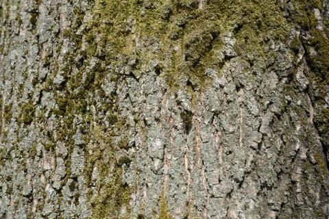 The bark of an old tree covered with a moss close up as texture and backgroun 스톡 사진